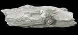 Wide, Enrolled Flexicalymene Trilobite In Shale - Ohio #52198-1